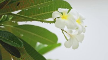 Tropikal beyaz bir çiçeğe yakın çekim ve yağmurda beyaz bir arkaplanda yapraklar