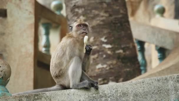 Mono Macaco Comiendo Helado Sentado Una Barandilla Piedra Templo — Vídeo de stock