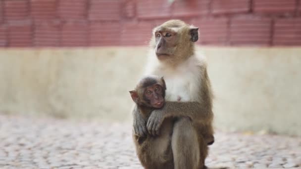 Långstjärtad Macaque Håller Ung Och Sitter — Stockvideo