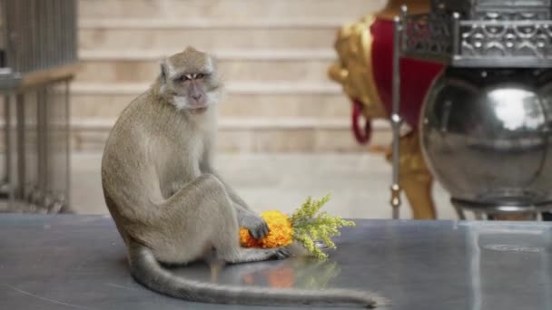 Macaco Templo Sentado Uma Mesa Comendo Flores — Vídeo de Stock