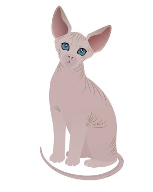 İzole edilmiş beyaz bir arka planda şirin bir Sphynx kedisi. Vektör illüstrasyonu.