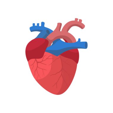 Damarları, damarları ve Aortu olan Düz Vektör İnsan Kalbi Anatomisi, Tıp Öğrencileri ve Eğitim Kullanımı İçin ideal