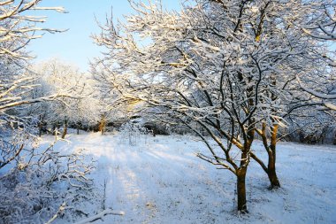 Kış manzarasında karla kaplı dallar güneşin sıcacık ışığında parlıyor.