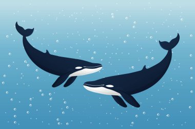 Okyanusta iki balina düz vektör çizimi