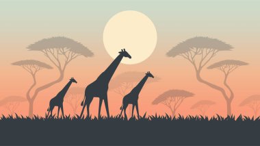Savannah Sunset Vektörü 'nde Zürafalar ve Çimenlerle Vahşi Yaşam Sahnesi.