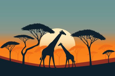 Afrika Savanasında Zürafalar Silueti Sunset Düz Çizim.