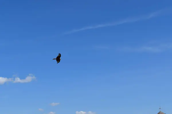 Güzel bir kuş mavi açık gökyüzünde, siyah bir arka planı var.