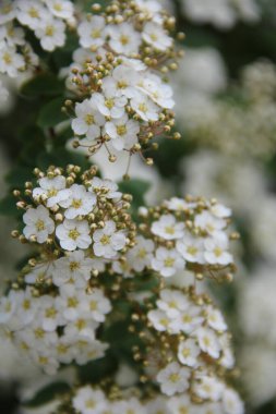 Bahçede beyaz çiçekler