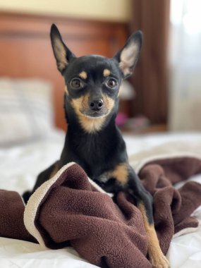 köpek evde yatakta yatarken