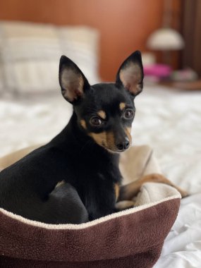 Küçük köpek yatakta.