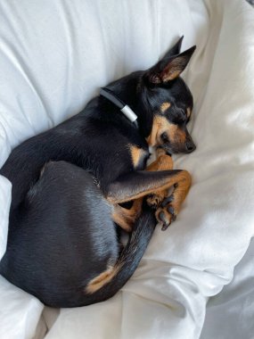 Küçük köpek yatakta yatıyor.