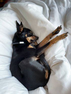 Yatakta yatan sevimli köpek.