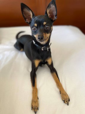 Odadaki küçük köpek