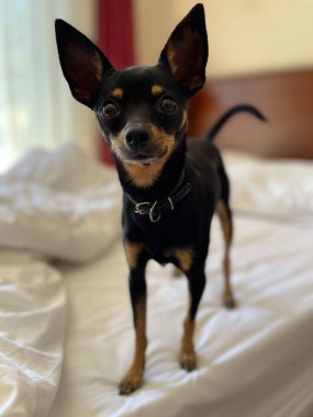 Odadaki küçük köpek