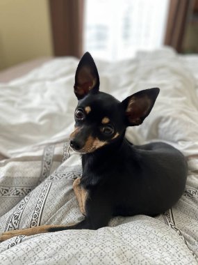 Beyaz bir arka plan ile köpek