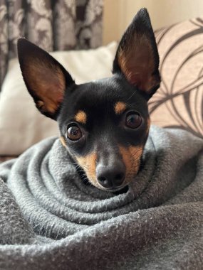 Battaniyenin üzerinde bir köpek yatıyor.