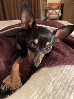 Küçük köpek kötülerin üzerinde yatıyor.