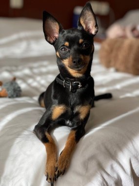 Kötü ve güneşli küçük köpek 