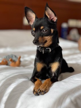 Kötü ve güneşli küçük köpek 