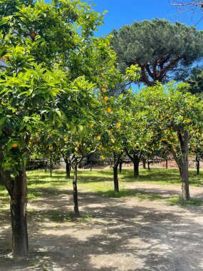 Parktaki limon ağaçları