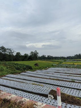 Dağlık bölgedeki pirinç tarlalarının görüntüsü.