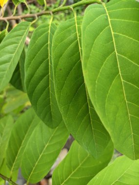 Yeşil bir bitkinin yeşillik fotoğrafı