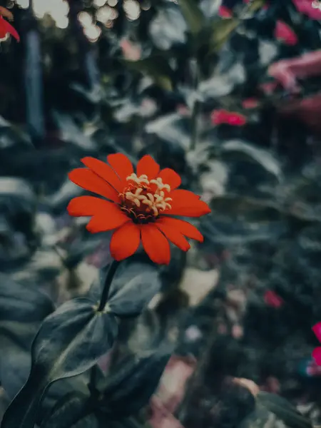 Çiçek açan güzel bir çiçeğin fotoğrafı.