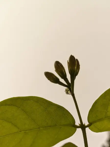 Yeşil bir bitkinin yeşillik fotoğrafı