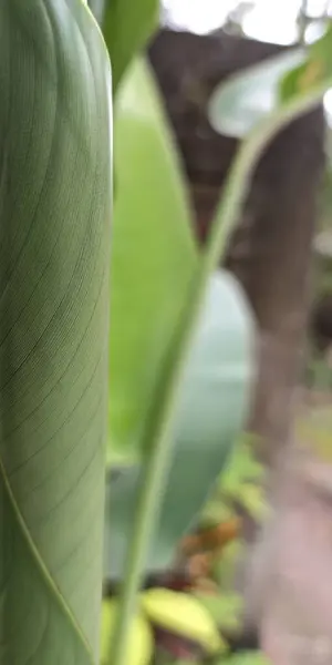 Yeşil bir bitkinin yeşillik fotoğrafı