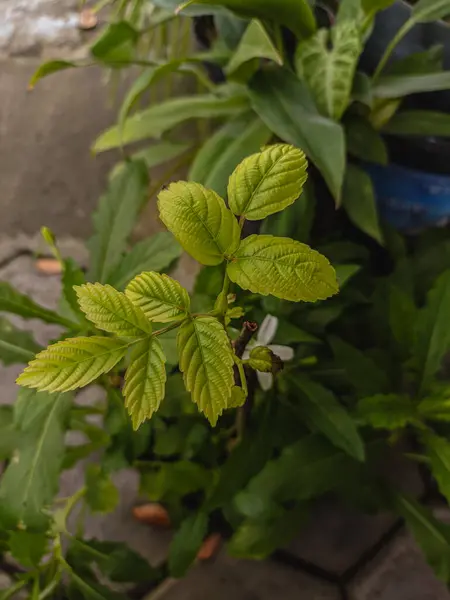Yeşil bir bitkinin yeşillik fotoğrafı
