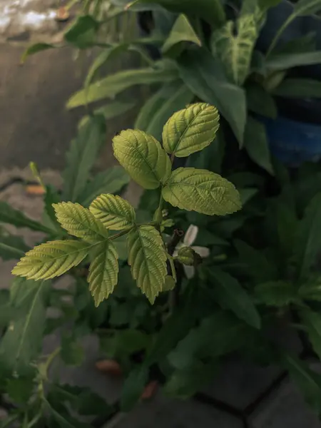 Yeşil bir bitkinin yeşillik fotoğrafı