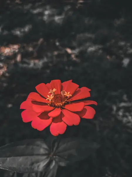 Çiçek açan güzel bir çiçeğin fotoğrafı.