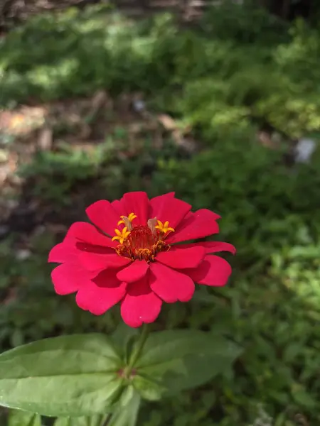 Çiçek açan güzel bir çiçeğin fotoğrafı.