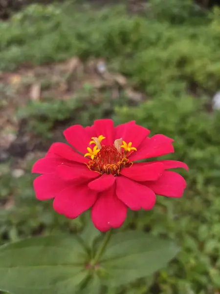 Çiçek açan güzel bir çiçeğin fotoğrafı.