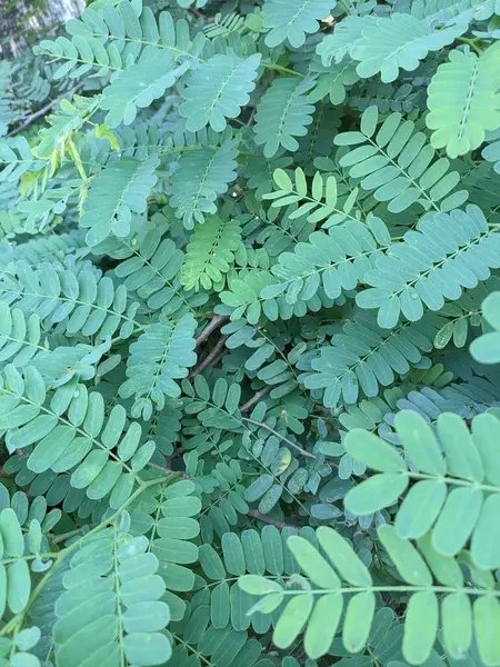 Bir Mimosa pudica bitkisinin fotoğrafı