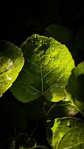 Yeşil bir bitkinin yeşillik fotoğrafı