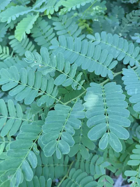 Bir Mimosa pudica bitkisinin fotoğrafı