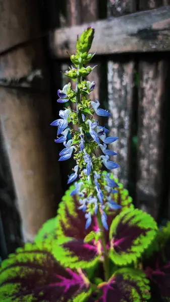 Çiçek açan güzel bir çiçeğin fotoğrafı.