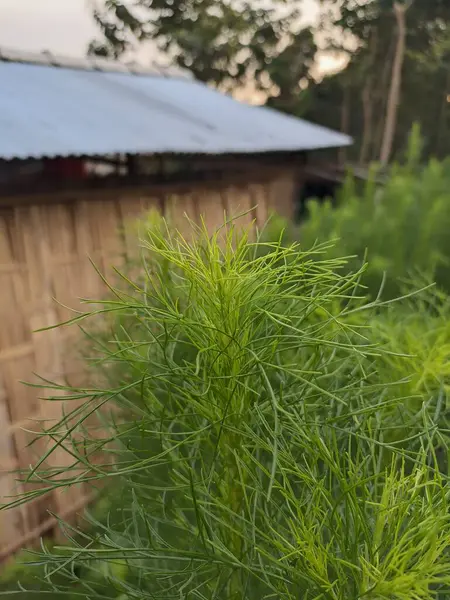 Yeşil bir bitkinin yeşillik fotoğrafı