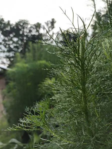 Yeşil bir bitkinin yeşillik fotoğrafı