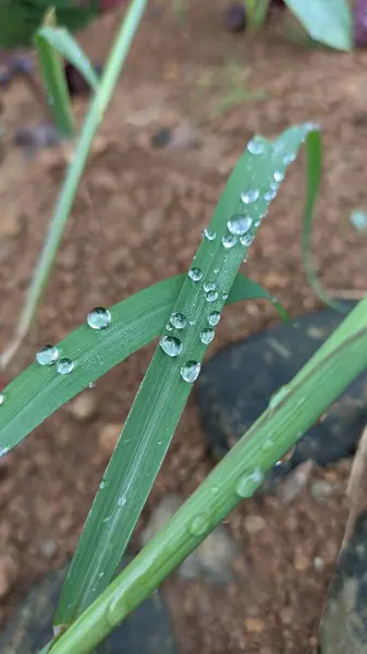 Yeşil bir bitkinin yeşillik fotoğrafı