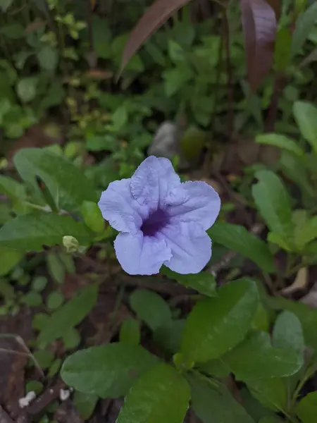 Çiçek açmış güzel bir çiçeğin fotoğrafı.