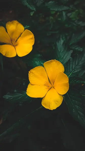 Çiçek açmış güzel bir çiçeğin fotoğrafı.