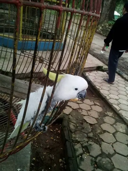 Kafesteki kuşun fotoğrafı.