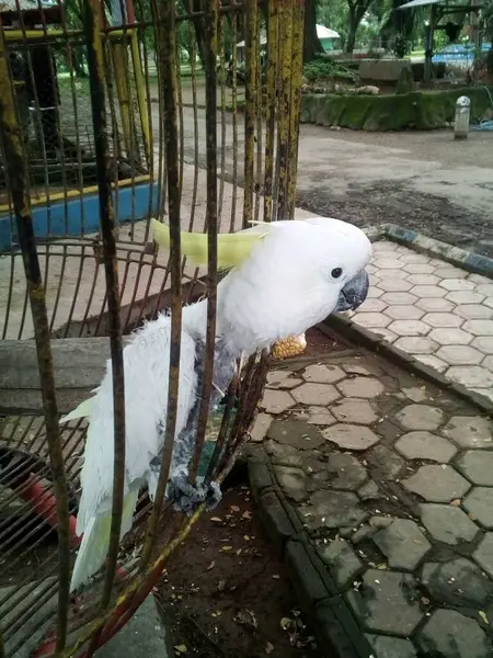 Kafesteki kuşun fotoğrafı.