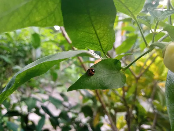 Yaprağın üzerine tünemiş uğur böceği fotoğrafı
