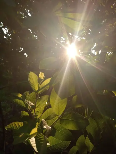 Yeşil bitkilerin güneş ışığı silueti fotoğrafı