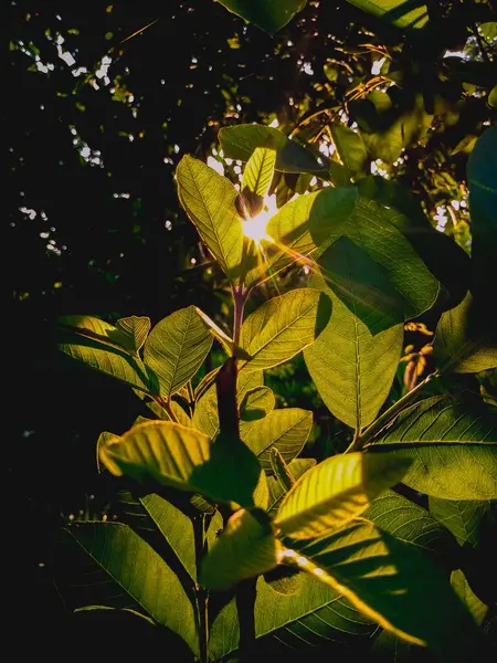Yeşil bitkilerin güneş ışığı silueti fotoğrafı