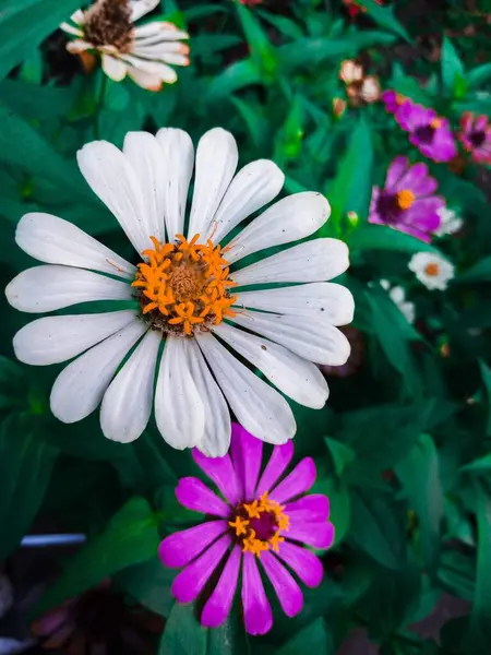 Çiçek açan ve güzel bir çiçeğin fotoğrafı.