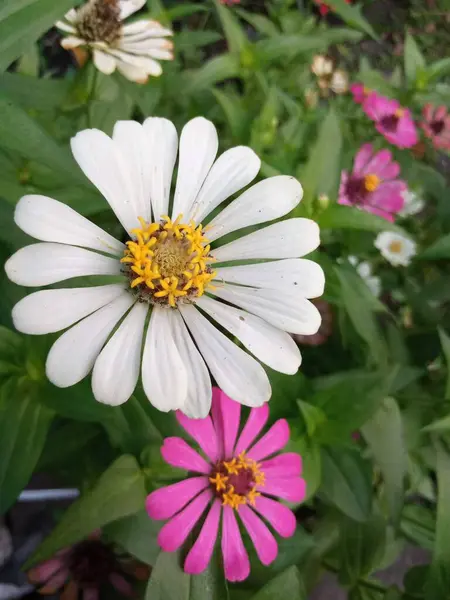 Çiçek açan ve güzel bir çiçeğin fotoğrafı.